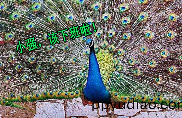 孔雀開屏(ping)